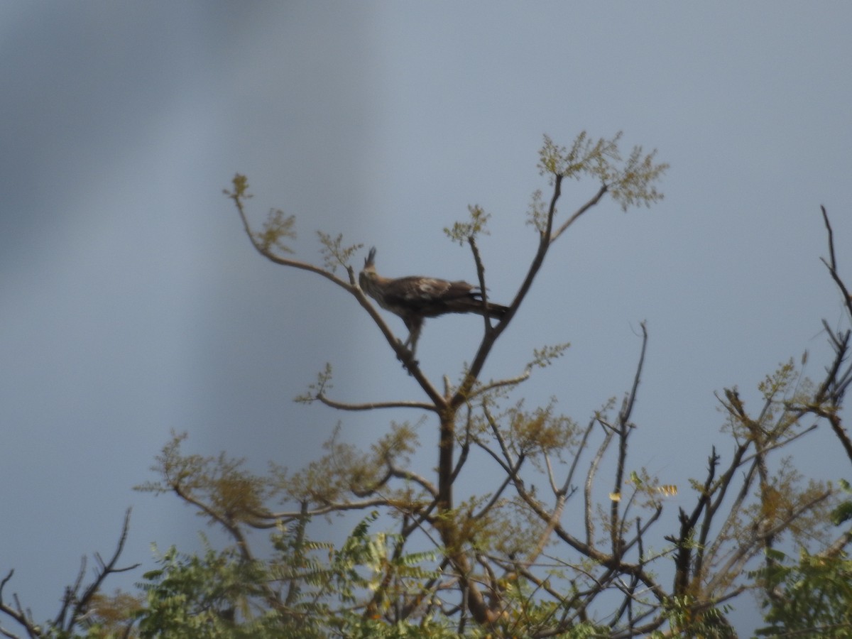 Changeable Hawk-Eagle (Crested) - ML310736181