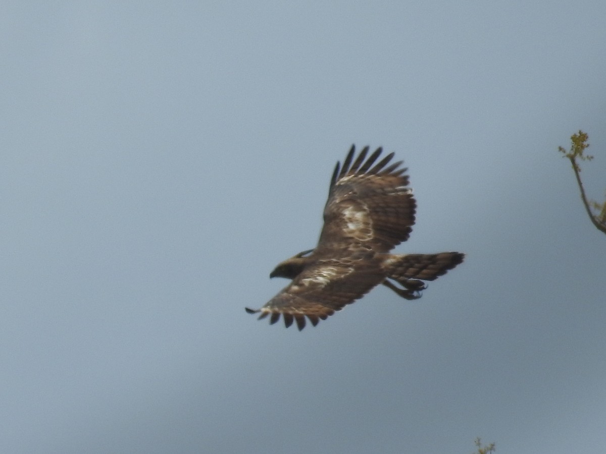 Changeable Hawk-Eagle (Crested) - ML310736241