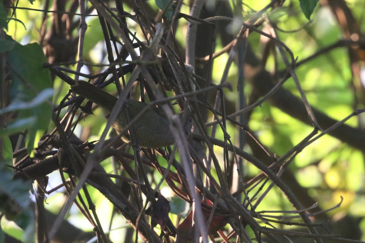 Grauer's Warbler - Daniel Branch