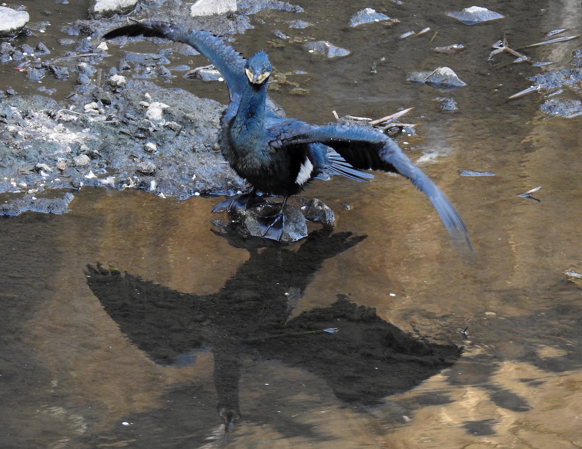Great Cormorant - ML310736841