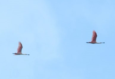 Roseate Spoonbill - ML310736931