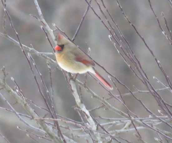 ショウジョウコウカンチョウ - ML310737921