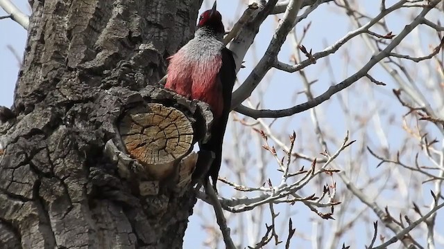 Lewis's Woodpecker - ML310738211