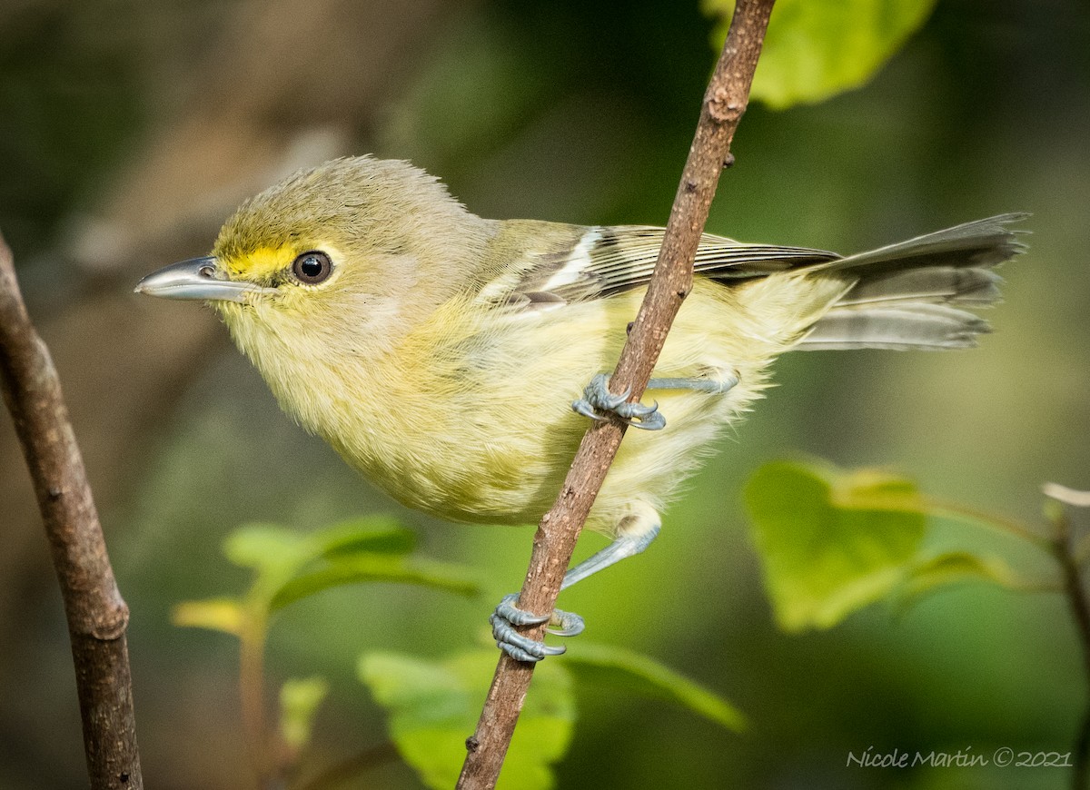 Thick-billed Vireo - Nicole Martin