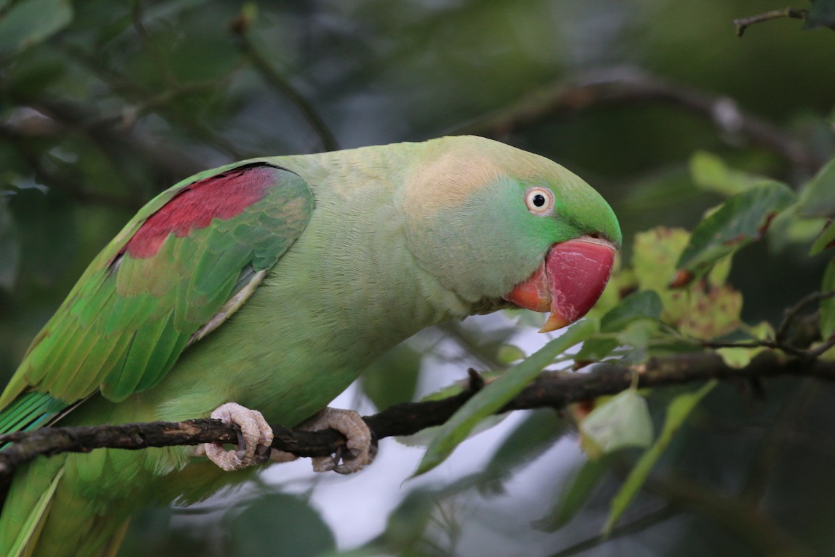 Alexandrine Parakeet - ML31073941