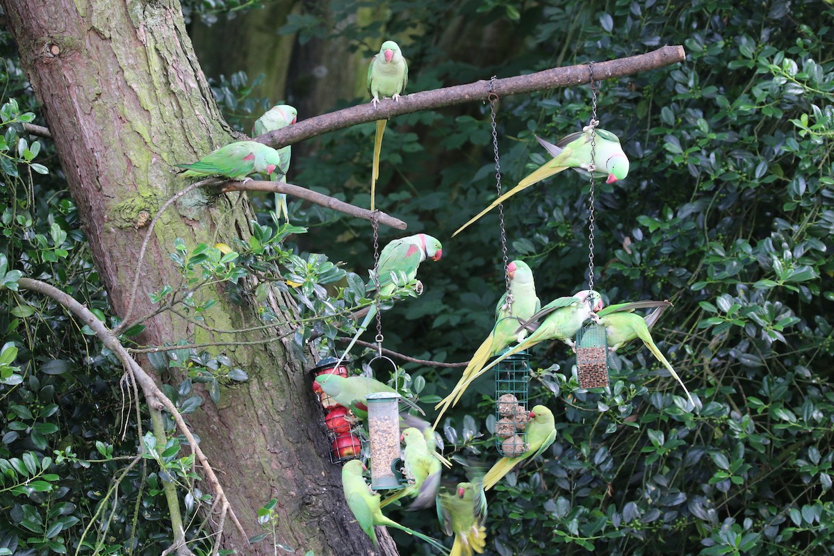 Alexandrine Parakeet - ML31073951