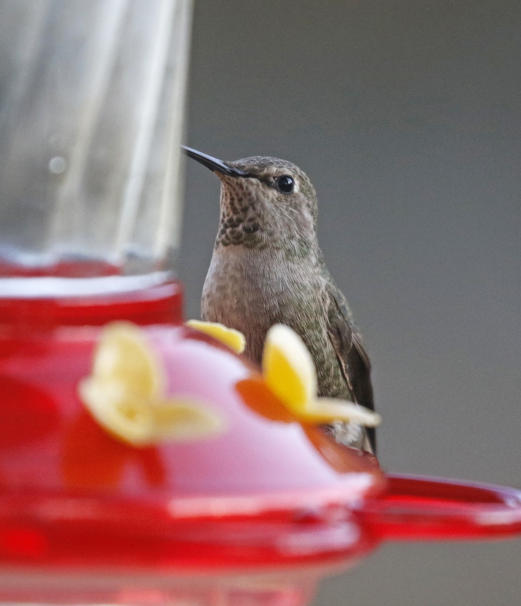 Anna's Hummingbird - ML310740381