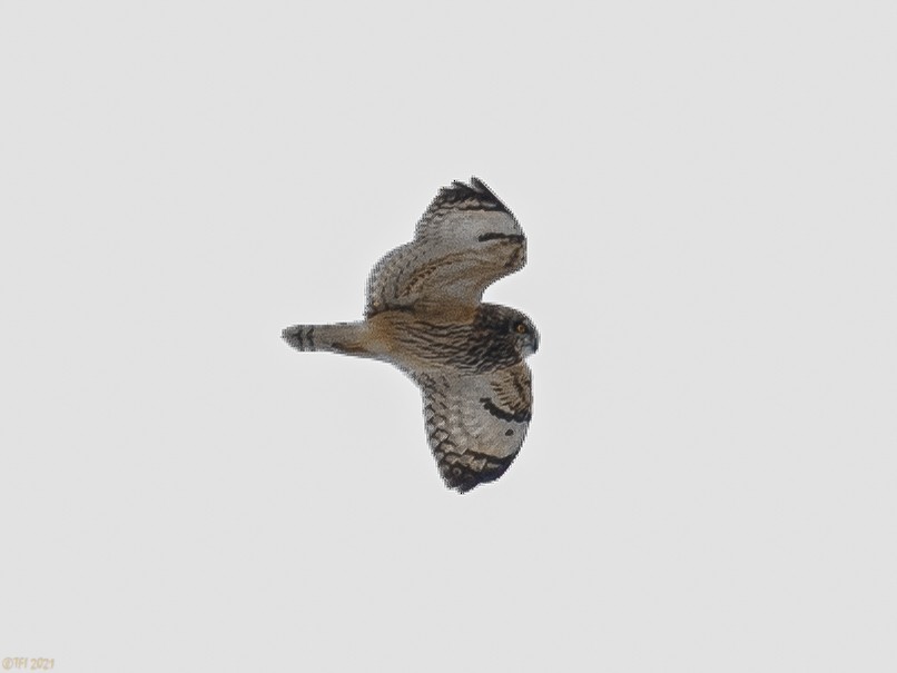 Short-eared Owl - ML310741171