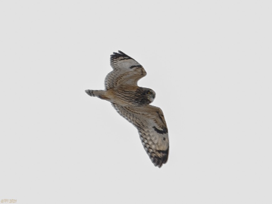 Short-eared Owl - ML310741181