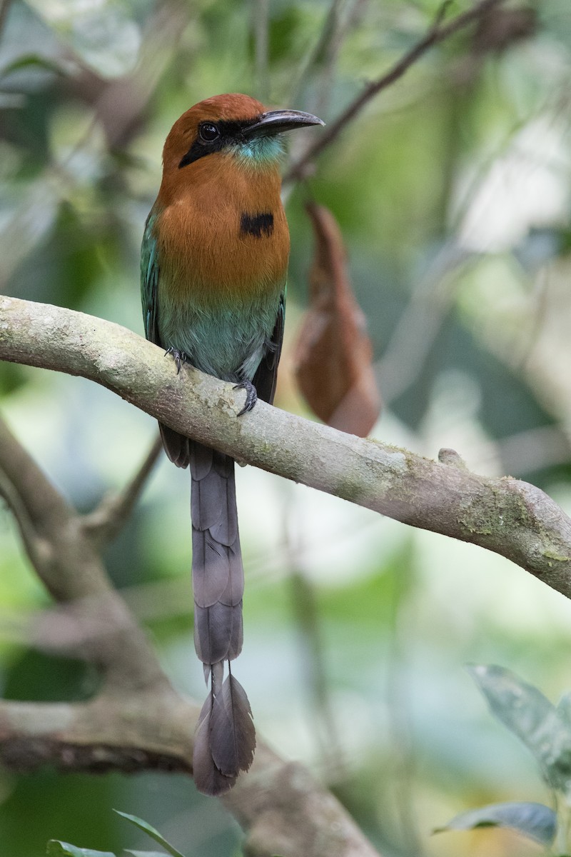 Motmot à bec large - ML310743851