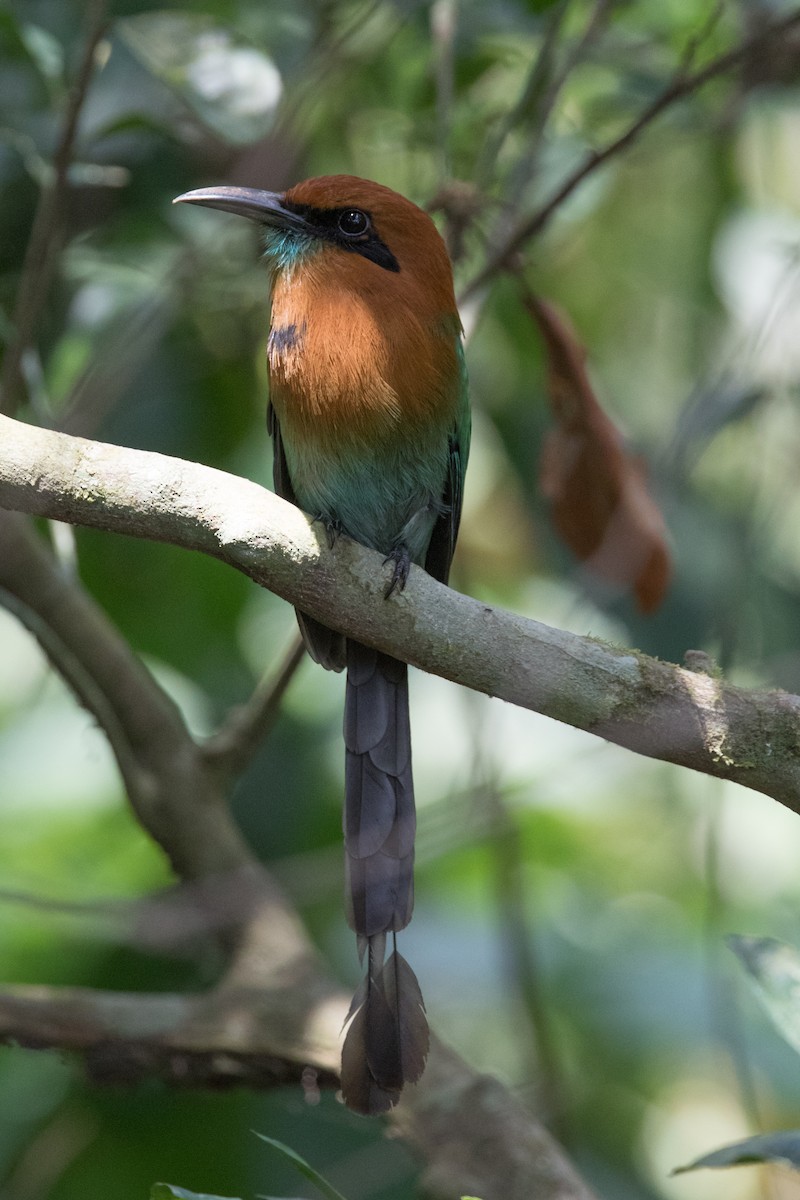 Broad-billed Motmot - ML310744001