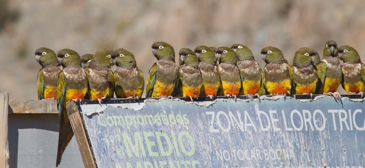 Burrowing Parakeet - ML310744181