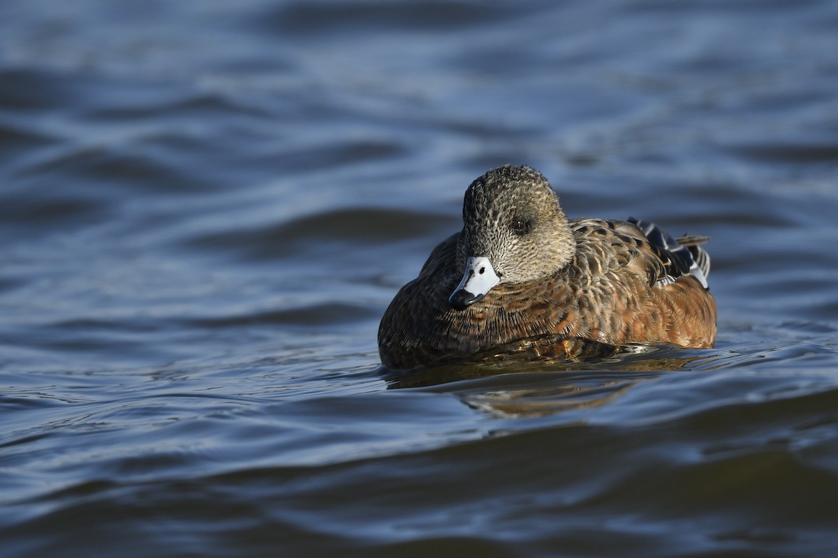 American Wigeon - Jonathan Irons