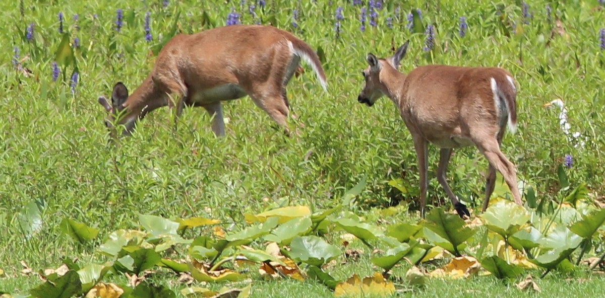 Western Cattle-Egret - Gary Leavens