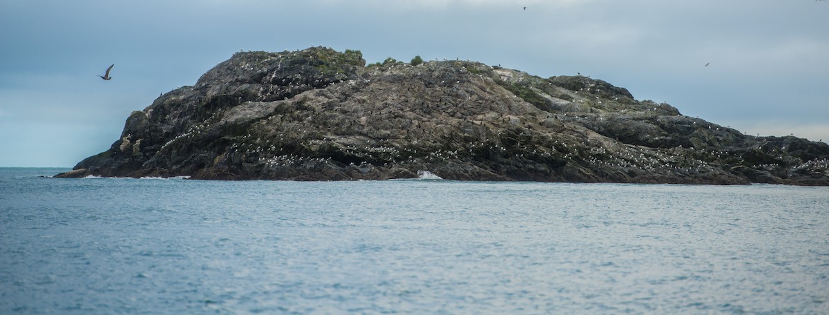 kormorán sp. - ML31074621