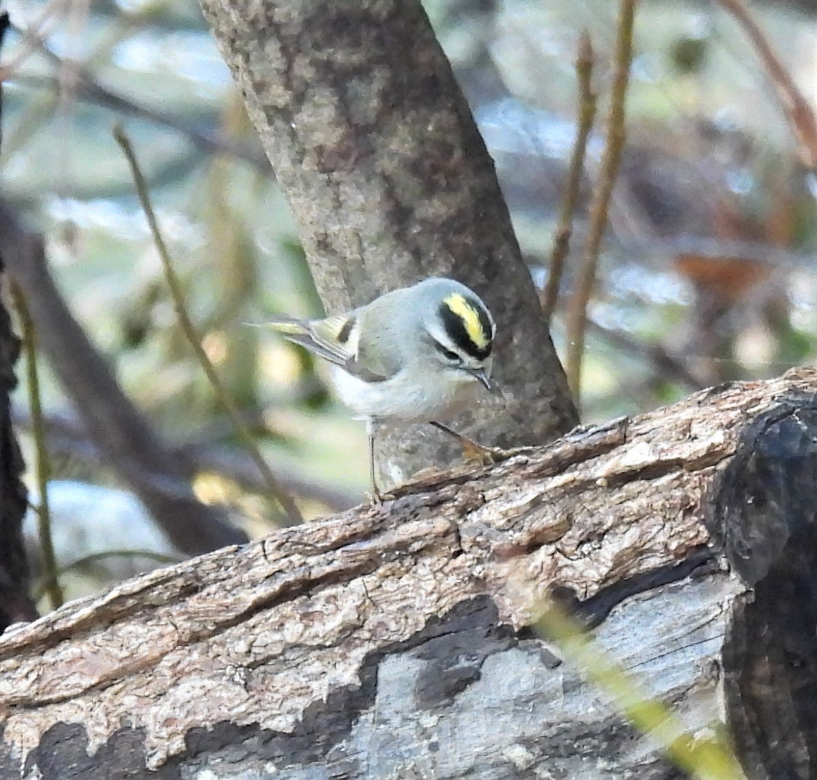 Golden-crowned Kinglet - ML310746341