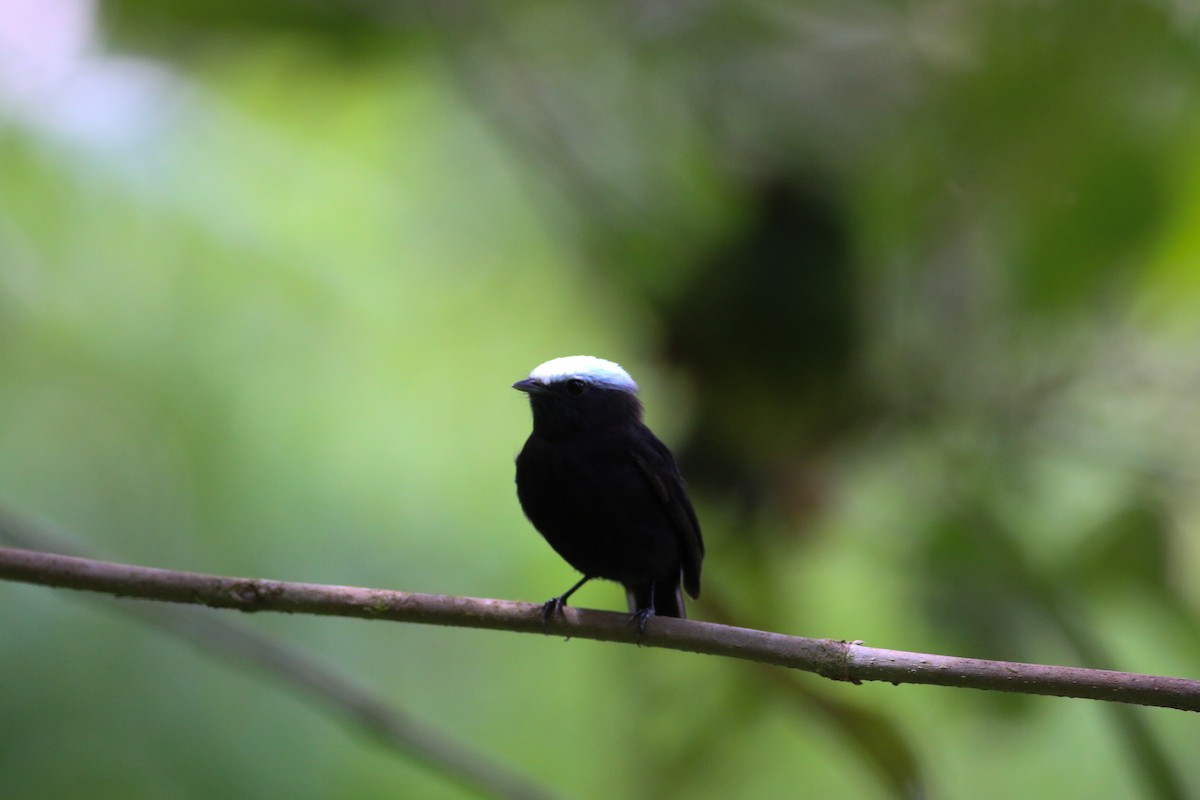 Blue-rumped Manakin - ML310747991