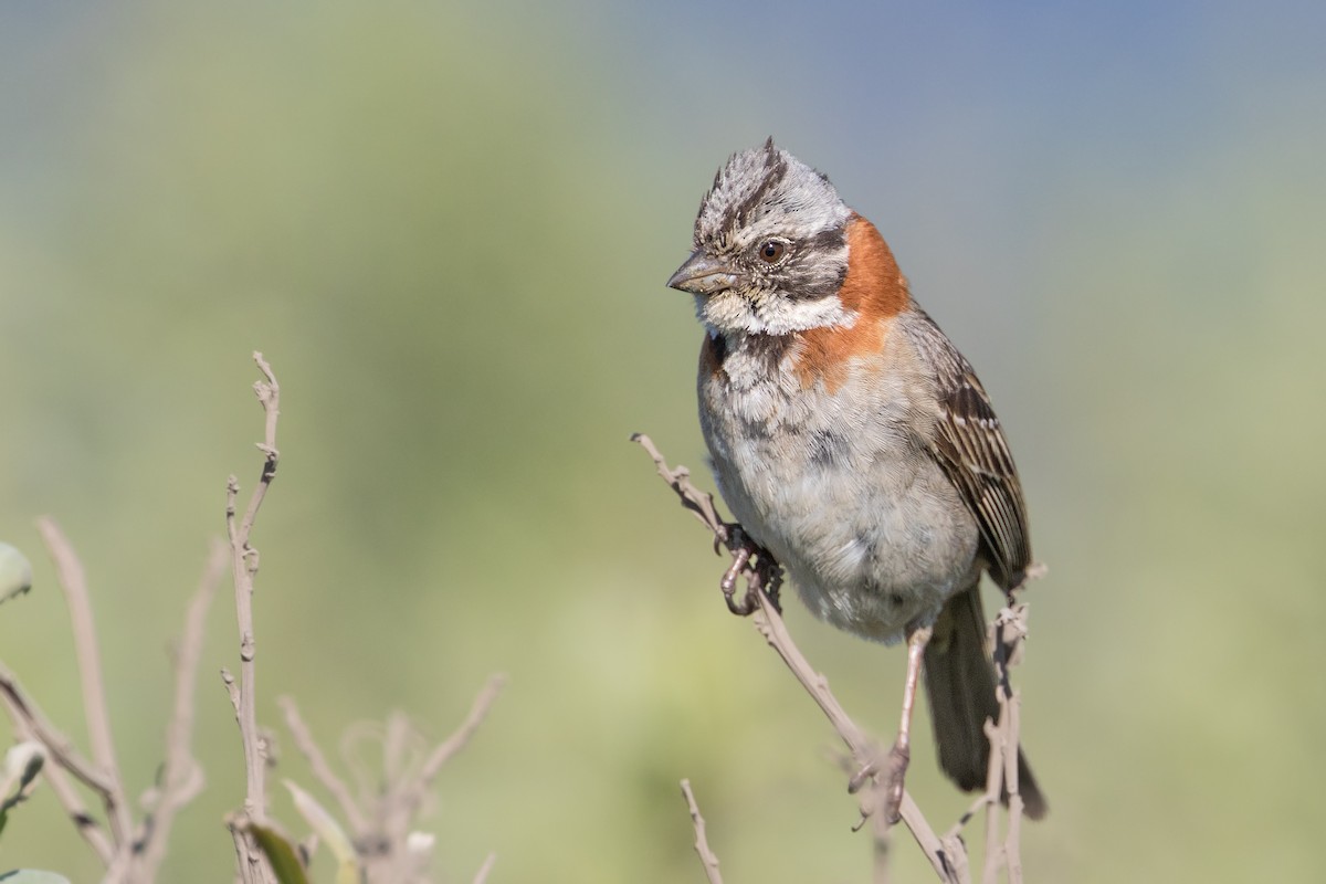 Rufous-collared Sparrow - ML310749551
