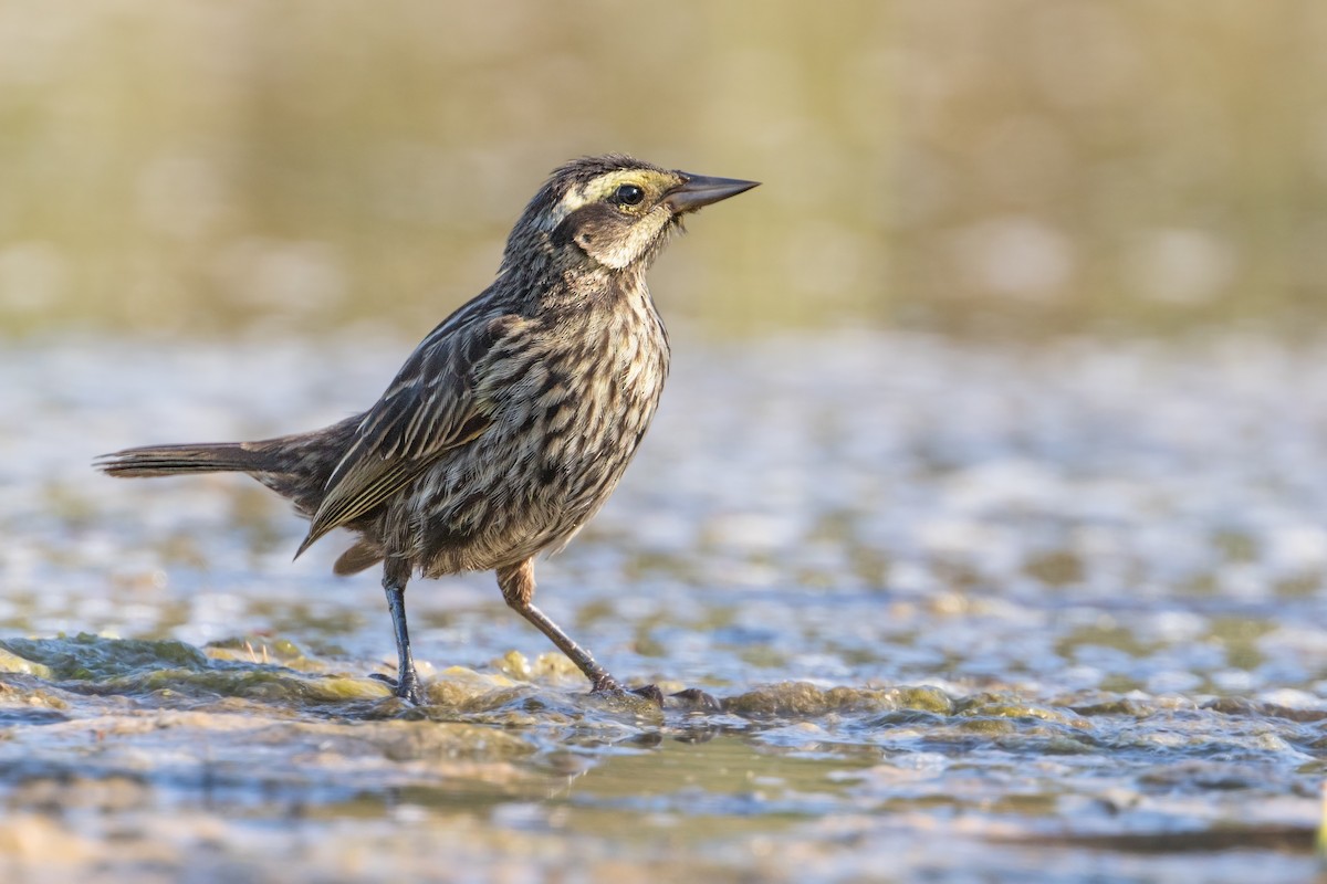 Yellow-winged Blackbird - Michel Gutierrez