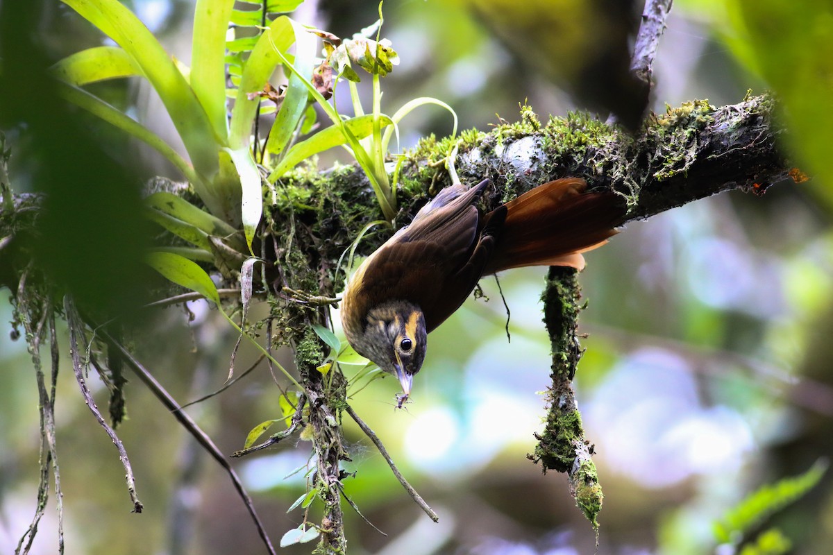 Scaly-throated Foliage-gleaner - Daan van der Hoeven