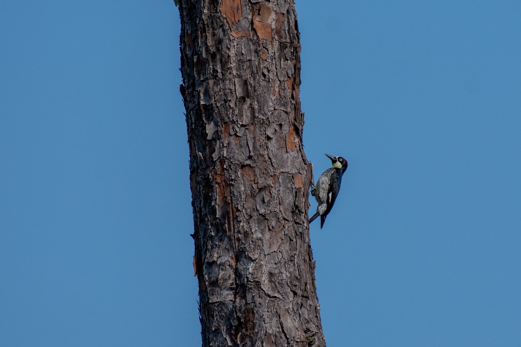 Acorn Woodpecker - ML310750111