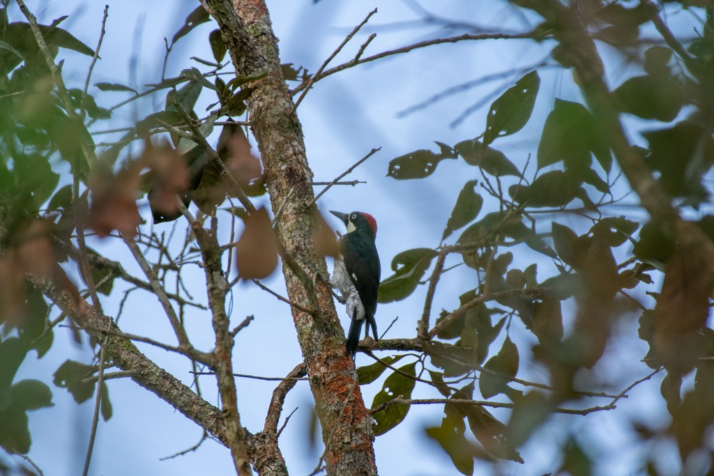 Acorn Woodpecker - ML310750141