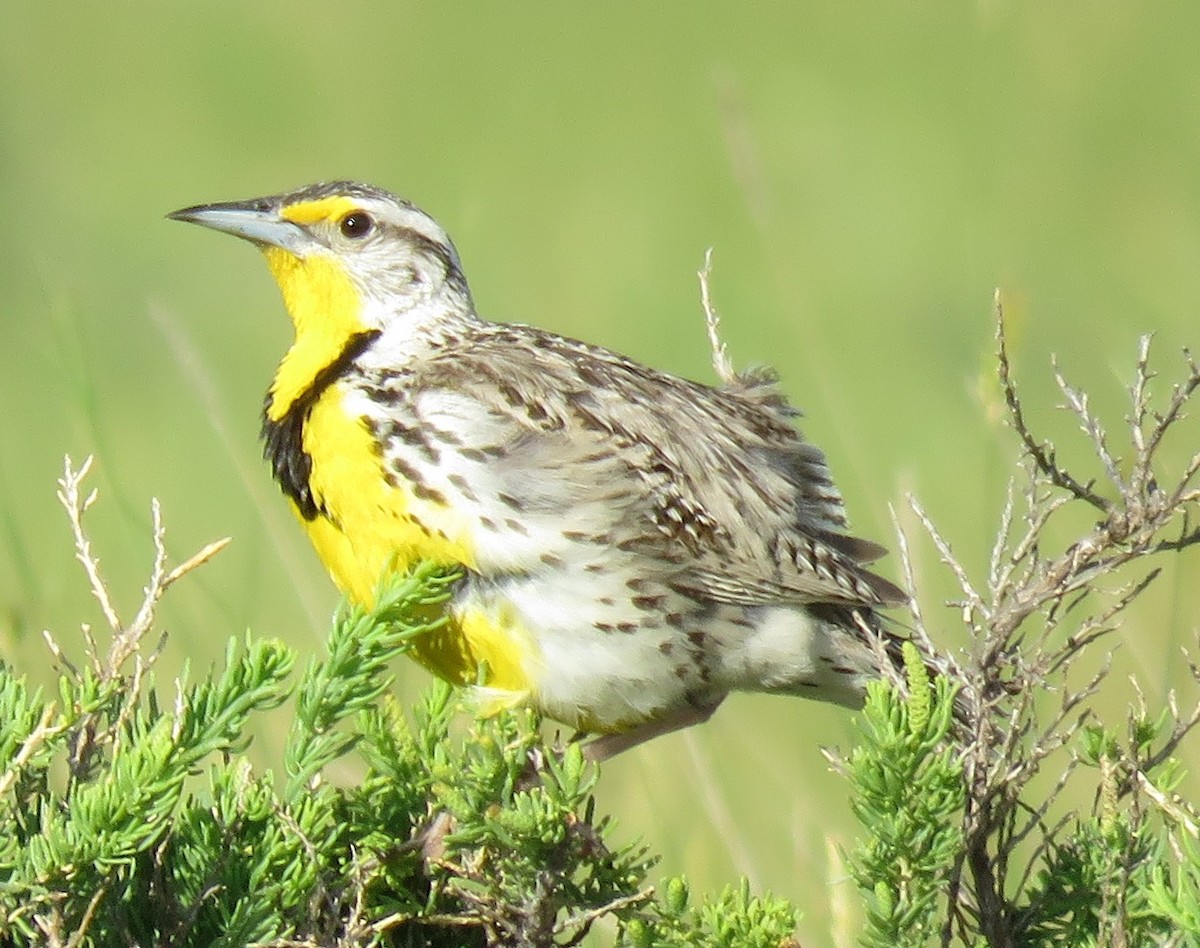 Western Meadowlark - ML31075481