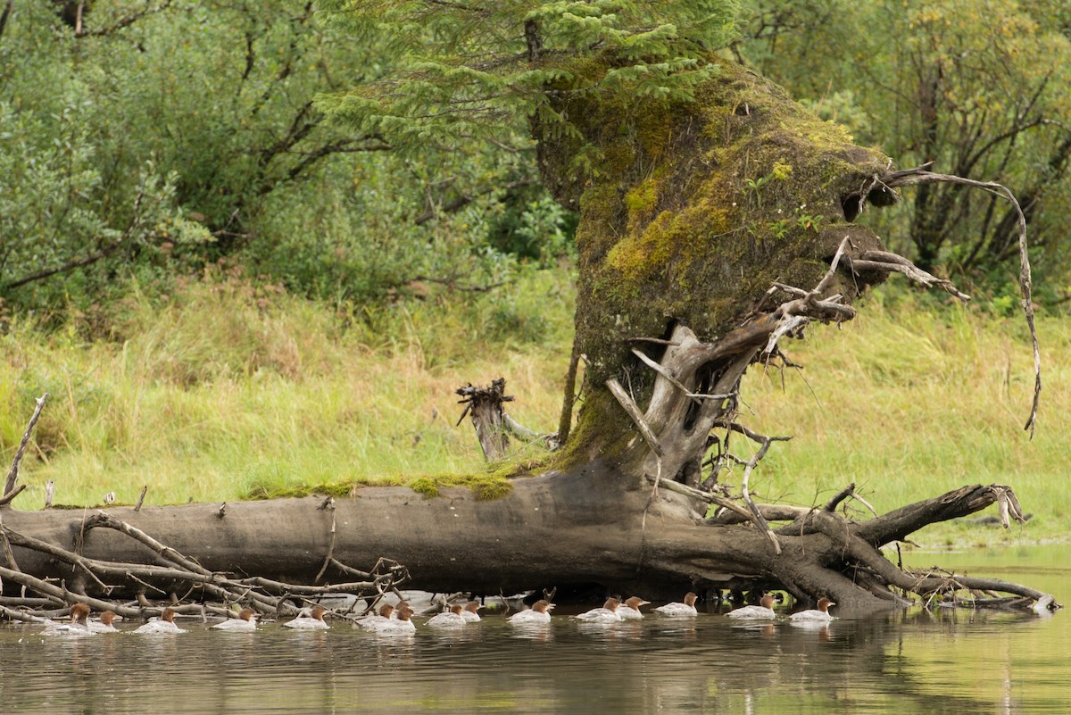 Common Merganser - ML31075501