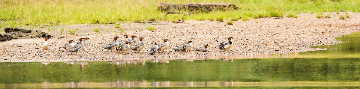 Common Merganser - ML31075511