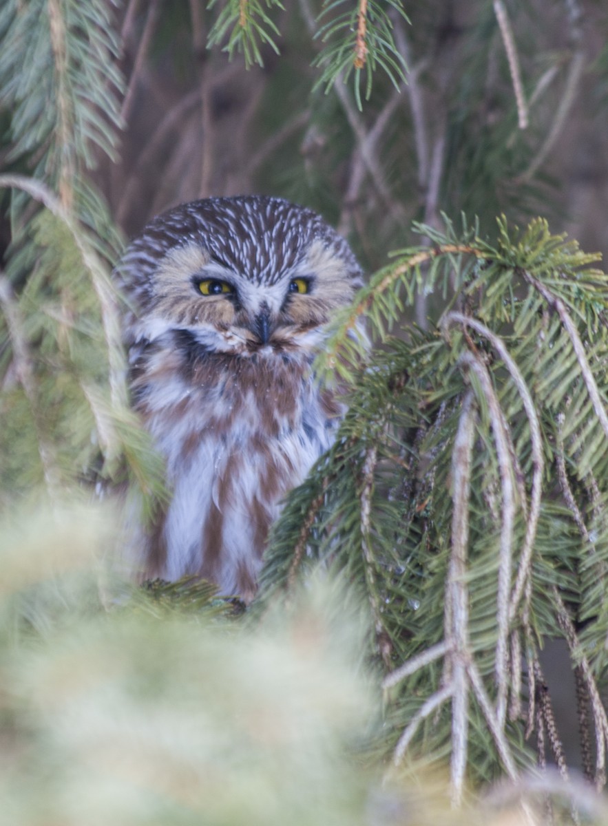 Northern Saw-whet Owl - Patrick Kramer