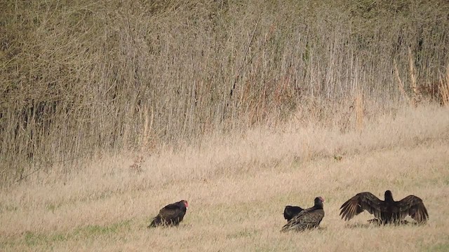 Turkey Vulture - ML310755811