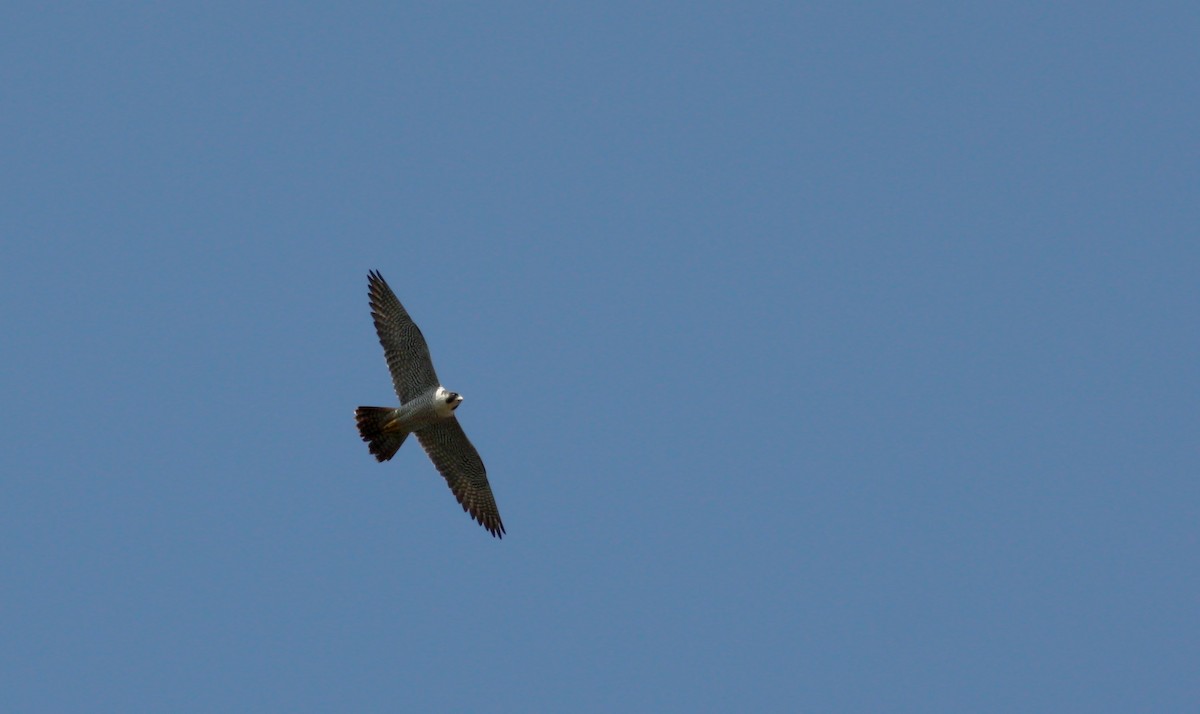 Peregrine Falcon - ML31075641