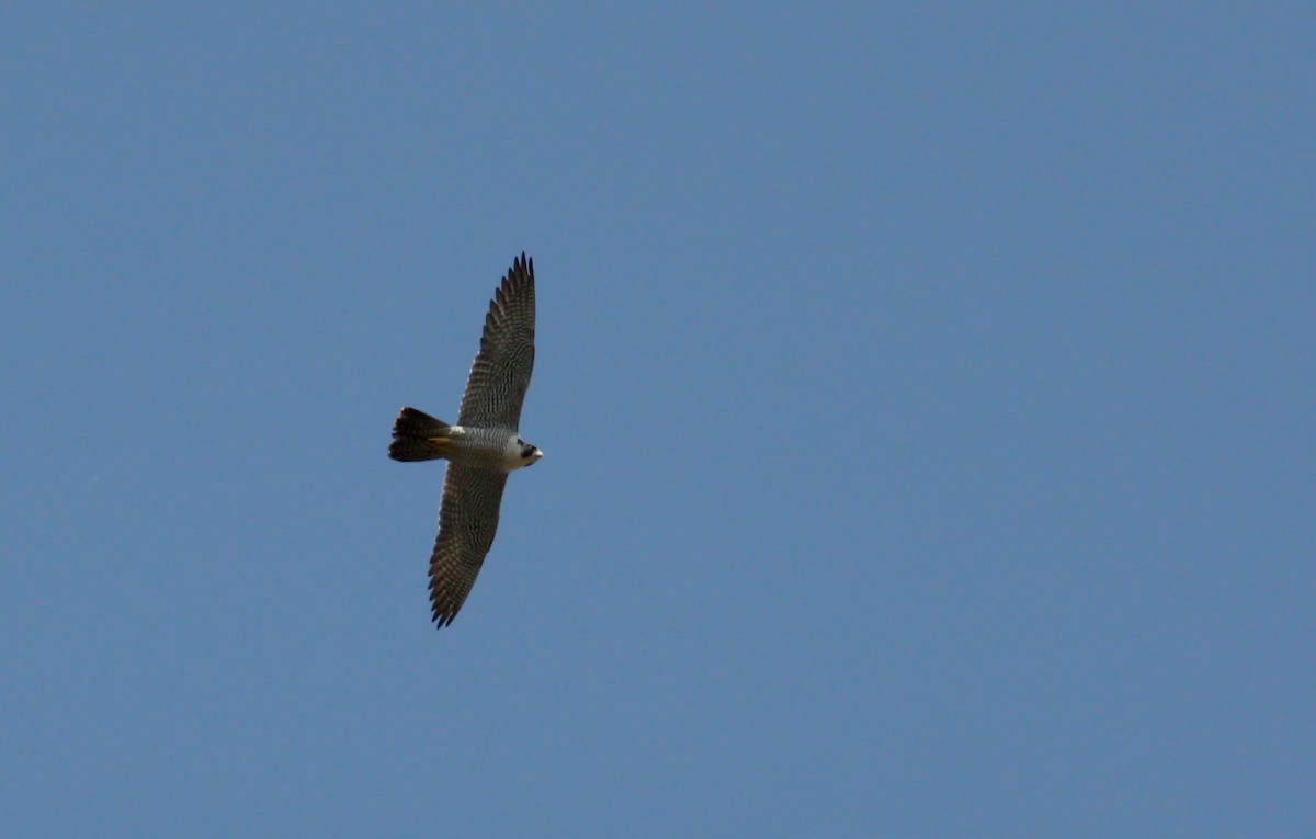 Peregrine Falcon - ML31075661