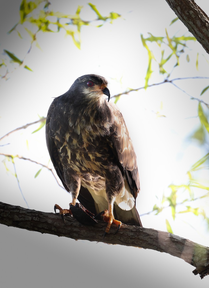 Snail Kite - Lynette Spence