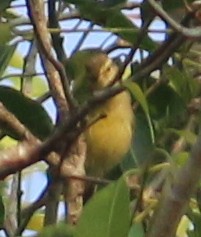 Tickell's Leaf Warbler (Tickell's) - Anonymous