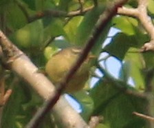 Mosquitero de Tickell - ML310757931