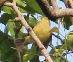 Himalajalaubsänger (affinis/perflavus) - ML310757951