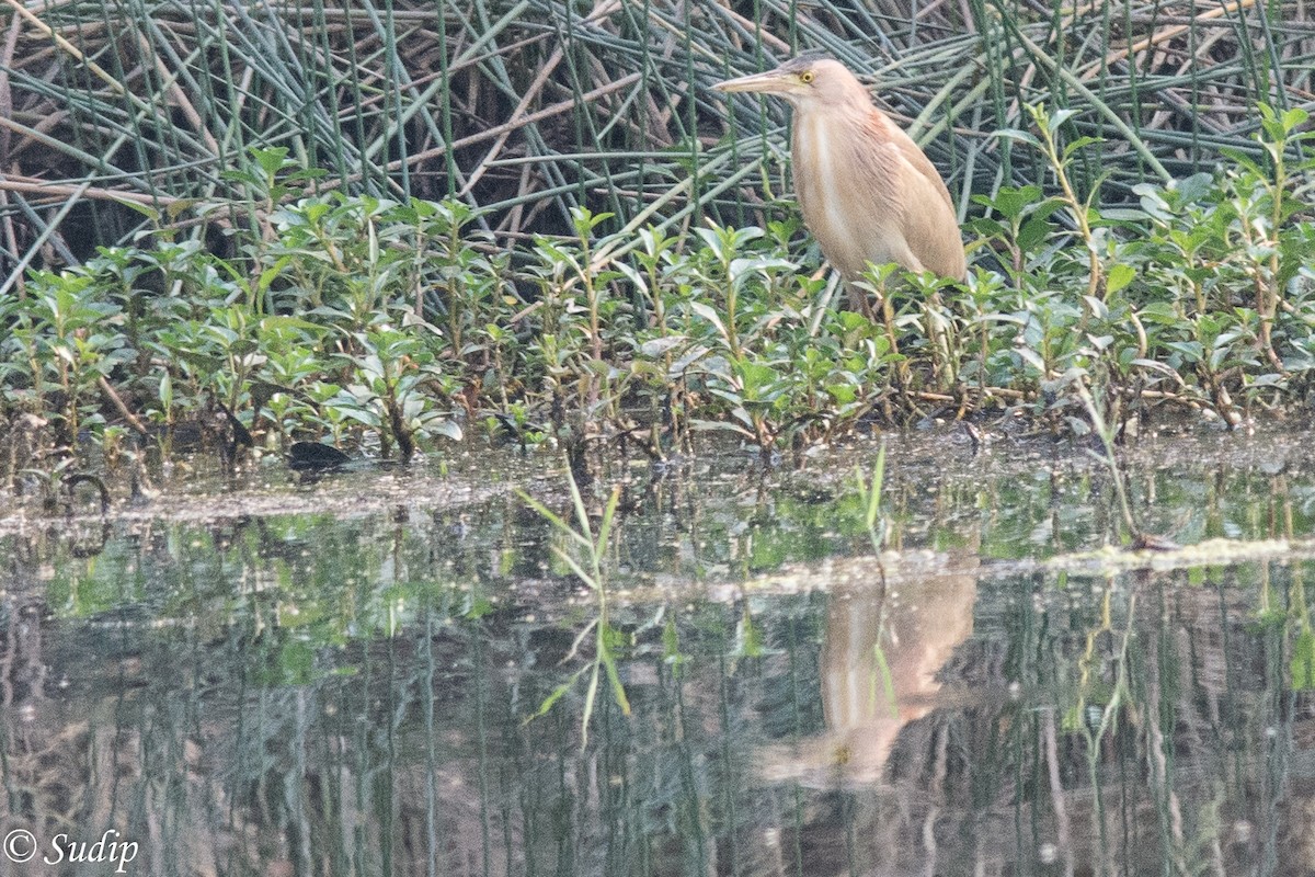 Yellow Bittern - ML310758001