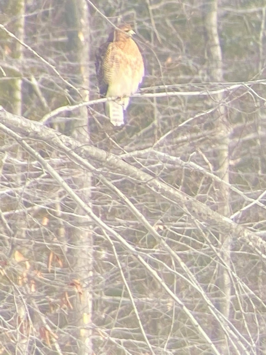 Red-shouldered x Red-tailed Hawk (hybrid) - ML310758681