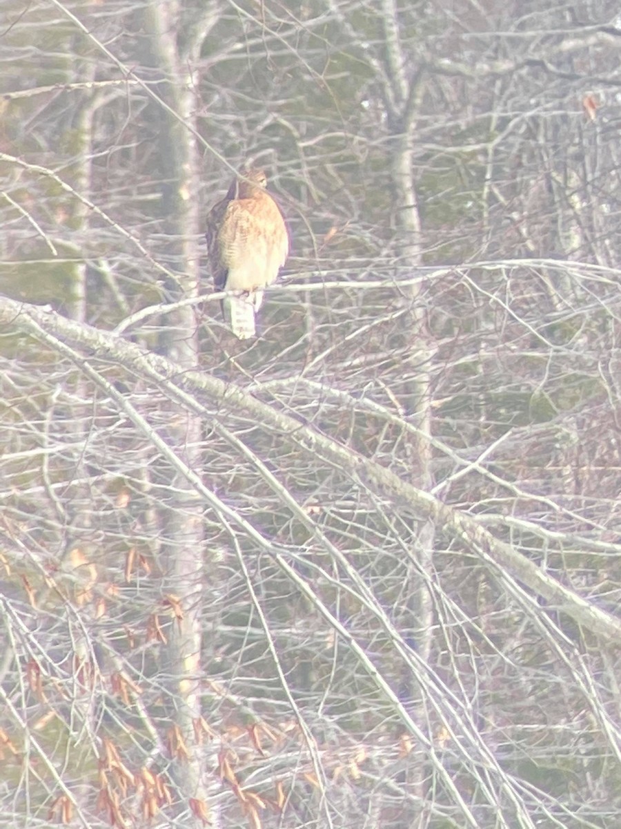 Red-shouldered x Red-tailed Hawk (hybrid) - Gregory LeClair