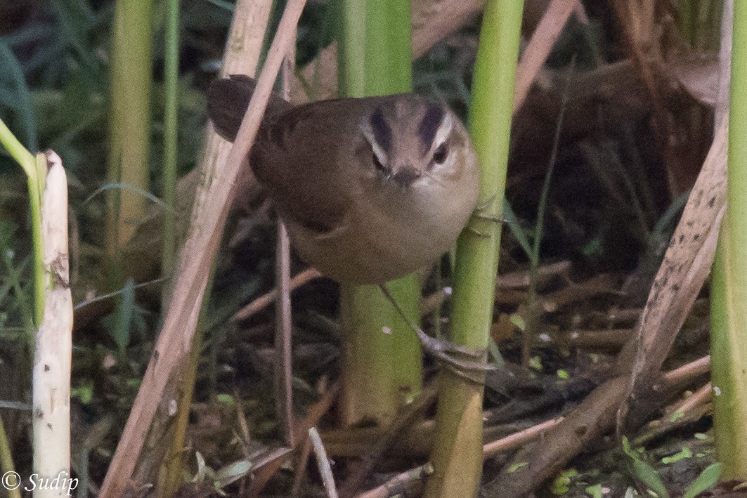 Black-browed Reed Warbler - Sudip Ghosh