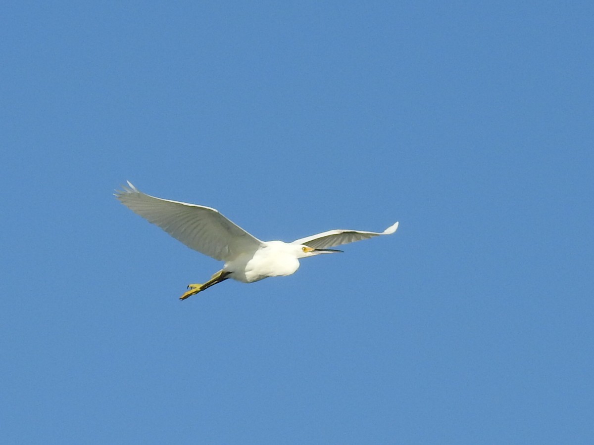 Snowy Egret - ML310759391