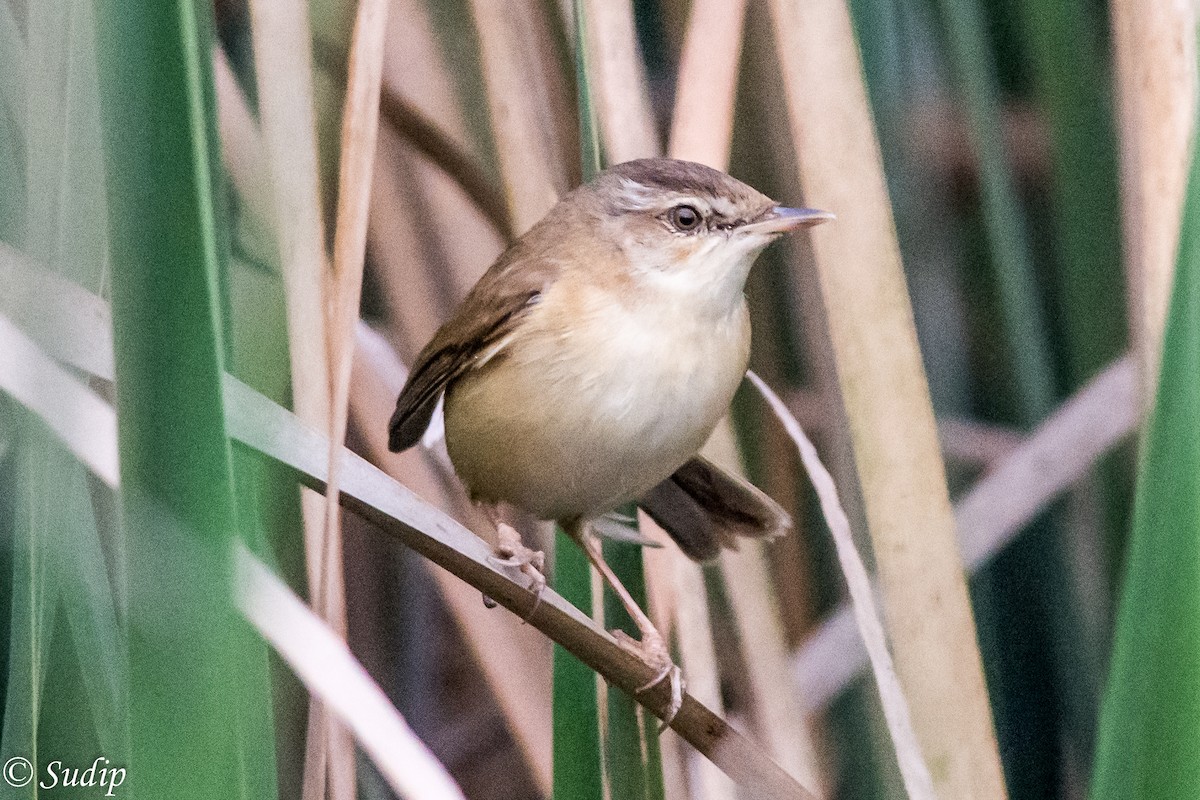 Paddyfield Warbler - Sudip Ghosh