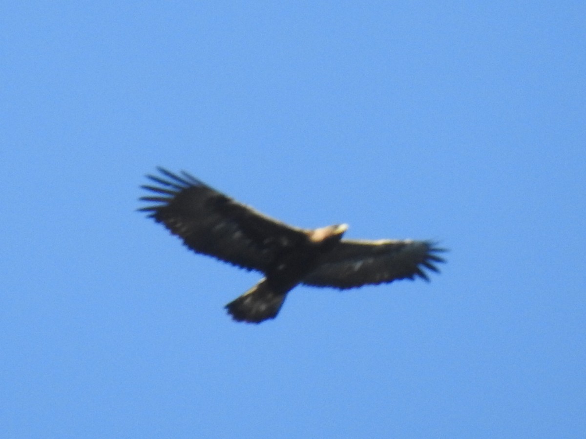 Águila Real - ML310759661