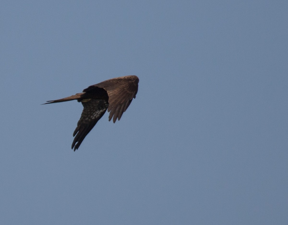 Black Kite - ML310759951