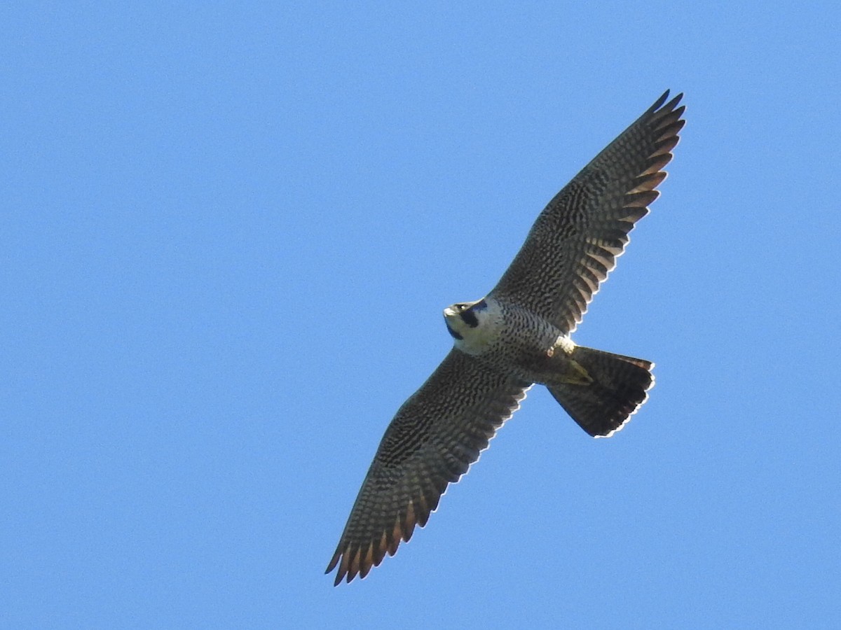 Peregrine Falcon - Aidan Brubaker