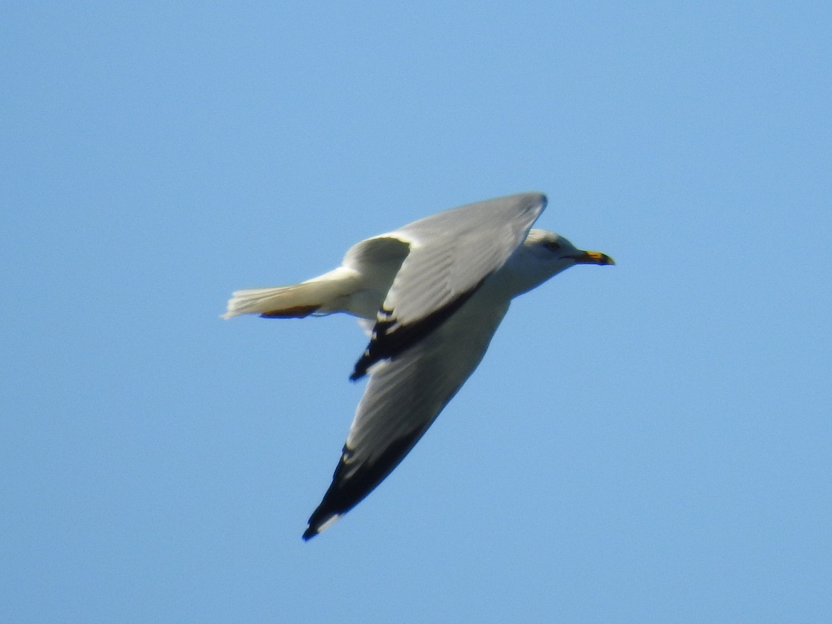 Ring-billed Gull - ML310760201