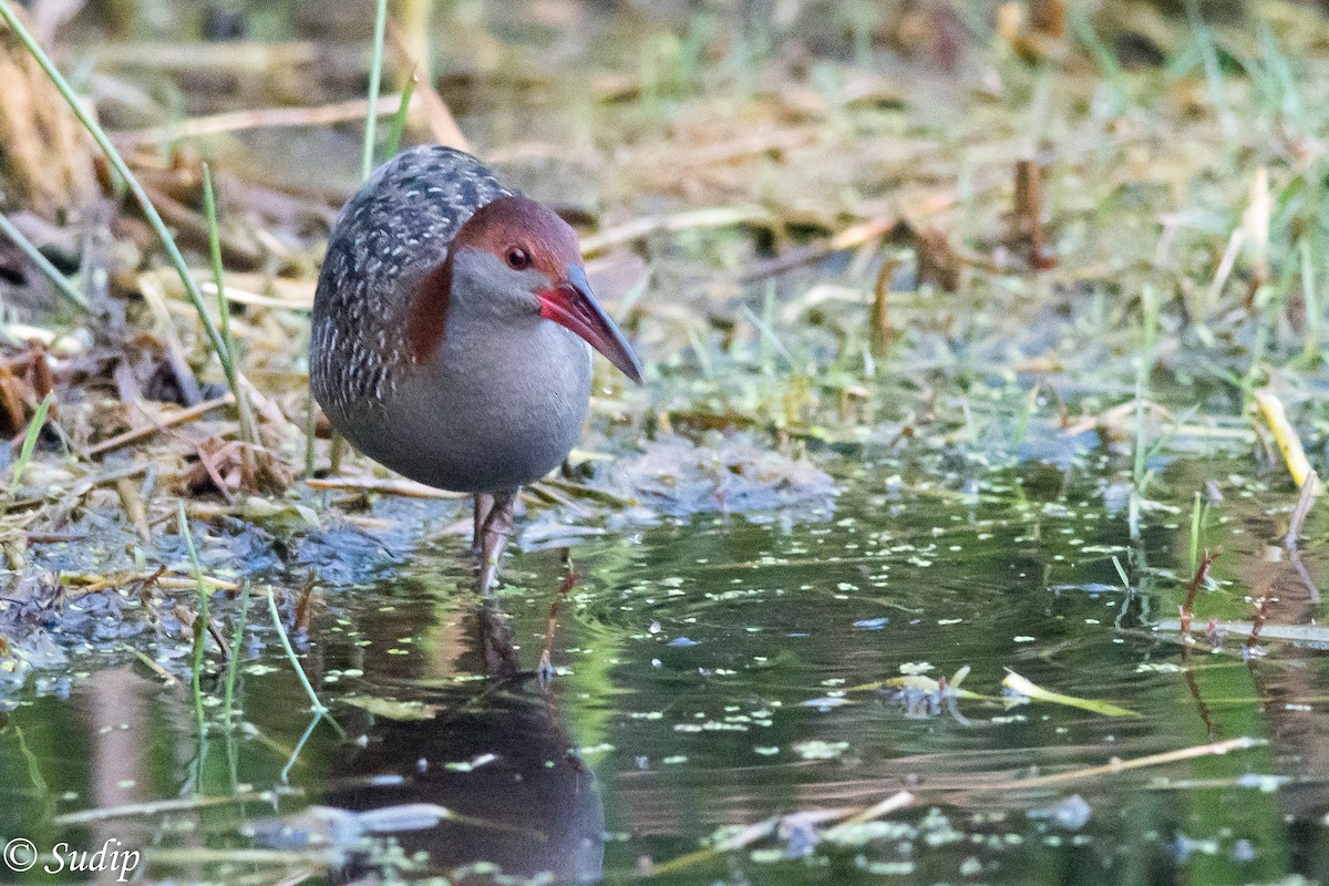 Slaty-breasted Rail - ML310760251