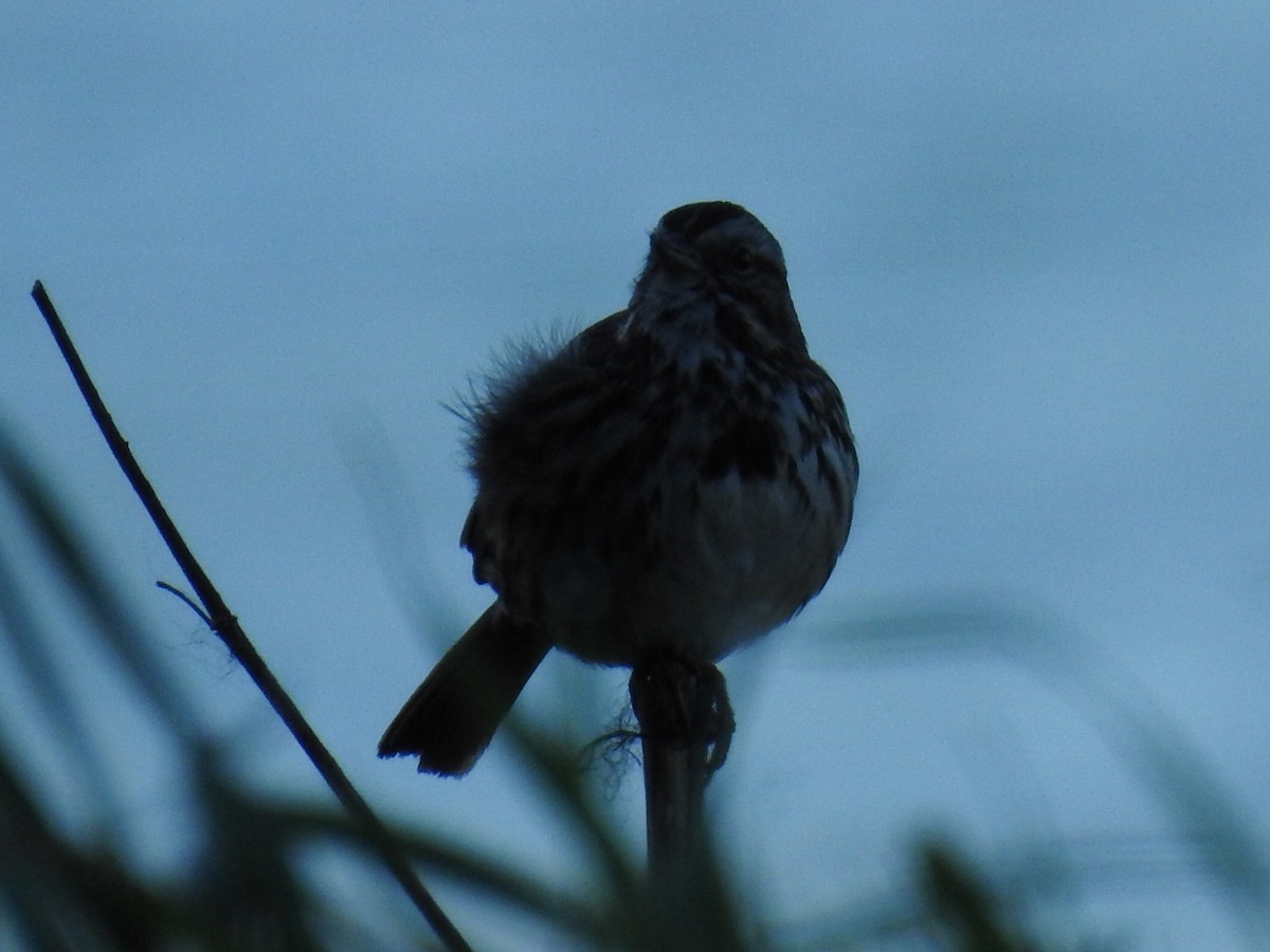 Song Sparrow - Aidan Brubaker