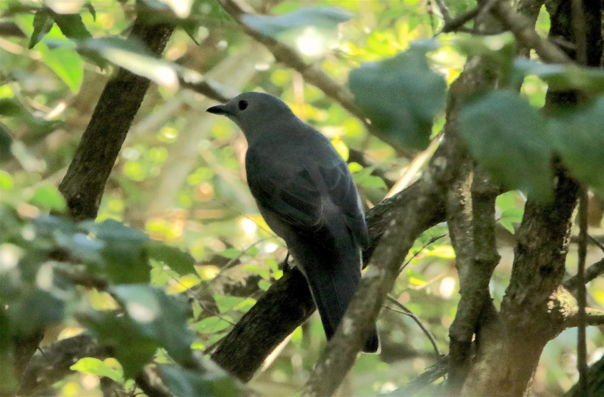 Gray Cuckooshrike - ML310760351